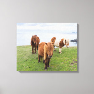 Shetlandpony op Weiland Nabij Hoge Kliffen Canvas Afdruk
