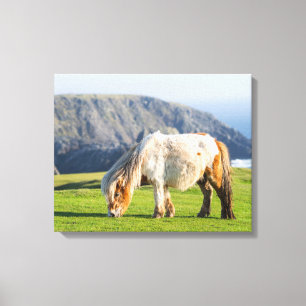 Shetlandpony op weiland nabij hoge kliffen canvas afdruk