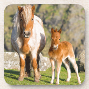 Shetlandpony op weiland nabij hoge kliffen, Merrie Bier Onderzetter