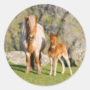 Shetlandpony op weiland nabij hoge kliffen, Merrie Ronde Sticker