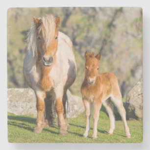 Shetlandpony op weiland nabij hoge kliffen, Merrie Stenen Onderzetter