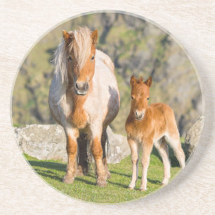 Shetlandpony op weiland nabij hoge kliffen, Merrie Zandsteen Onderzetter