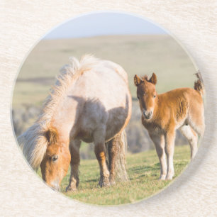 Shetlandpony op weiland nabij hoge kliffen, Merrie Zandsteen Onderzetter