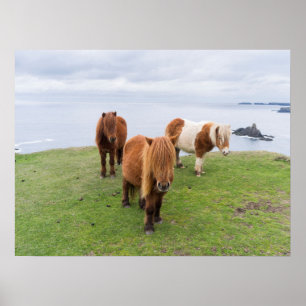 Shetlandpony op Weiland Nabij Hoge Kliffen Poster