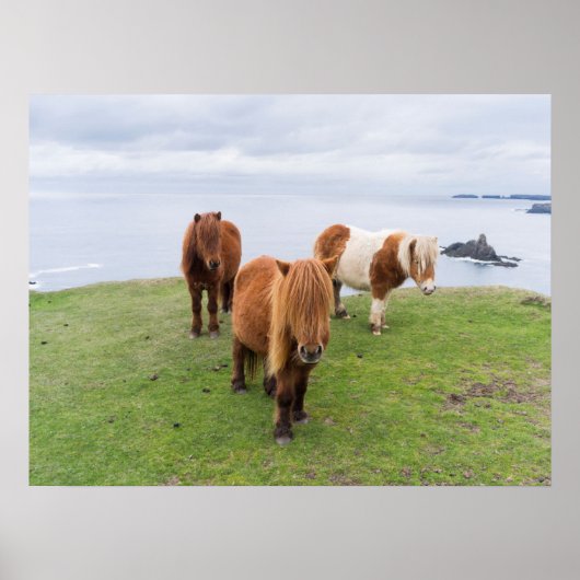 Shetlandpony op Weiland Nabij Hoge Kliffen Poster (Voorkant)