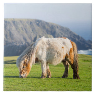 Shetlandpony op weiland nabij hoge kliffen tegeltje