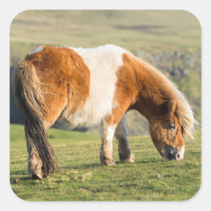 Shetlandpony op weiland nabij hoge kliffen vierkante sticker