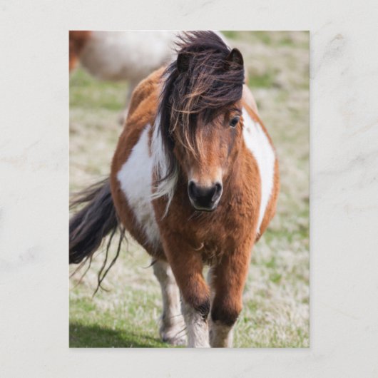 Shetlandpony, Shetlandeilanden Briefkaart (Voorkant)