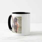 Shetlandpony, Shetlandeilanden Mok (Voorkant links)