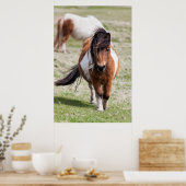 Shetlandpony, Shetlandeilanden Poster (Keuken)