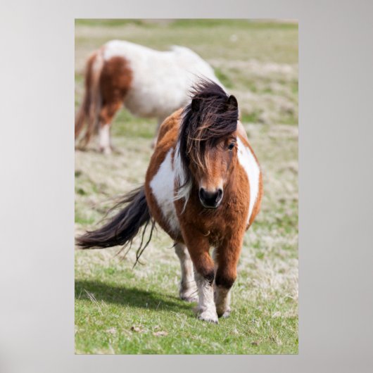 Shetlandpony, Shetlandeilanden Poster (Voorkant)
