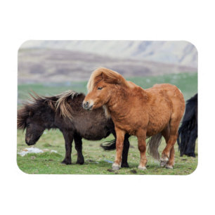 Shetlandpony, Shetlandeilanden, Schotland 2 Magneet