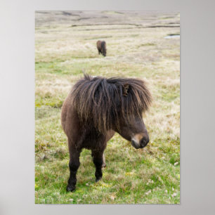 Shetlandpony, Shetlandeilanden, Schotland 3 Poster