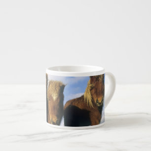 Shetlandpony, vasteland Shetland-eilanden, Espresso Kop