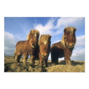 Shetlandpony, vasteland Shetland-eilanden, Foto Afdruk
