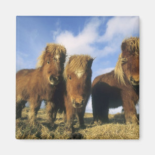 Shetlandpony, vasteland Shetland-eilanden, Magneet