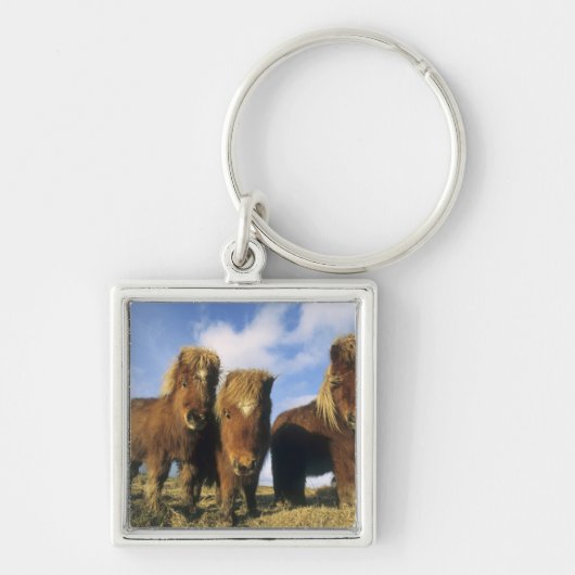 Shetlandpony, vasteland Shetland-eilanden, Sleutelhanger (Voorkant)