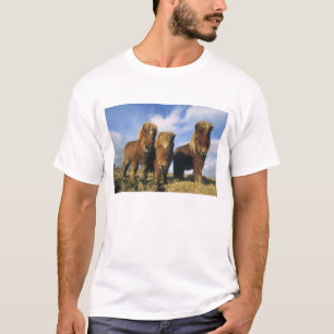 Shetlandpony, vasteland Shetland-eilanden, T-shirt