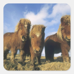 Shetlandpony, vasteland Shetland-eilanden, Vierkante Sticker
