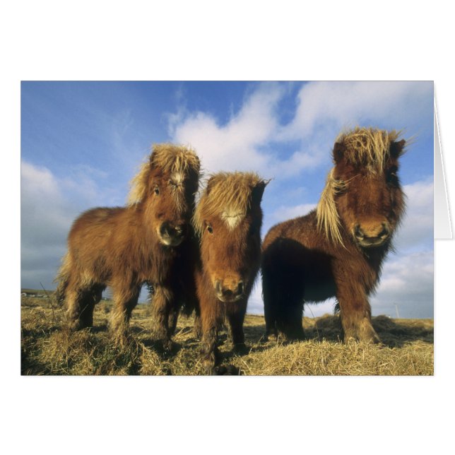 Shetlandpony, vasteland Shetlandeilanden, (Voorkant Horizontaal)