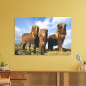 Shetlandpony, vasteland Shetlandeilanden, Canvas Afdruk (Insitu (Woonkamer))