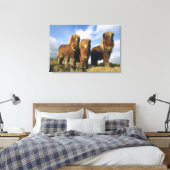 Shetlandpony, vasteland Shetlandeilanden, Canvas Afdruk (Insitu (Slaapkamer))