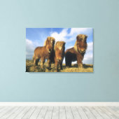 Shetlandpony, vasteland Shetlandeilanden, Canvas Afdruk (Insitu (Houten vloer))
