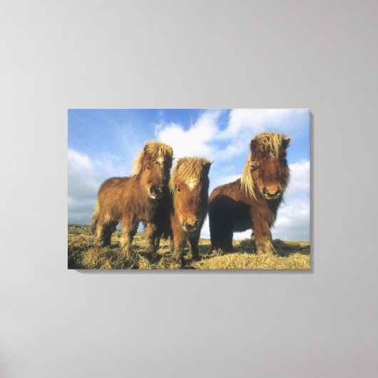 Shetlandpony, vasteland Shetlandeilanden, Canvas Afdruk (Voorkant)