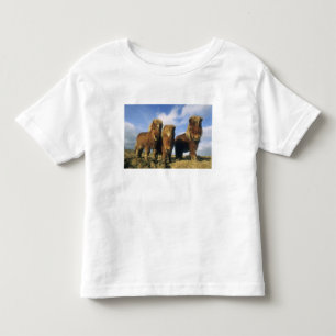 Shetlandpony, vasteland Shetlandeilanden, Kinder Shirts
