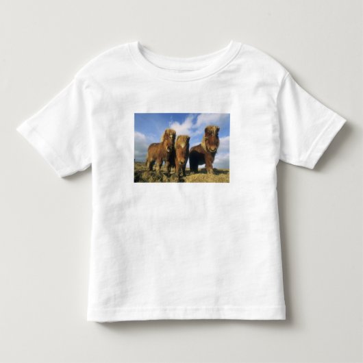 Shetlandpony, vasteland Shetlandeilanden, Kinder Shirts (Voorkant)