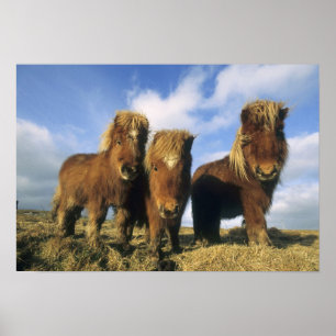 Shetlandpony, vasteland Shetlandeilanden, Poster