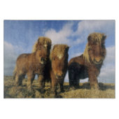 Shetlandpony, vasteland Shetlandeilanden, Snijplank (Voorkant)
