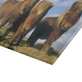 Shetlandpony, vasteland Shetlandeilanden, Snijplank (Hoek)