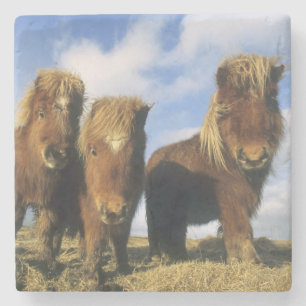 Shetlandpony, vasteland Shetlandeilanden, Stenen Onderzetter