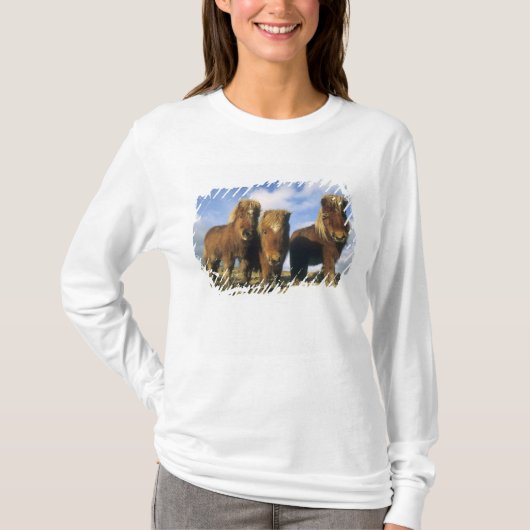 Shetlandpony, vasteland Shetlandeilanden, T-shirt (Voorkant)