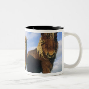 Shetlandpony, vasteland Shetlandeilanden, Tweekleurige Koffiemok
