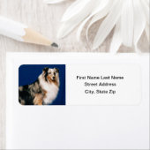 Shetlie (Merle) Etiket (Insitu)