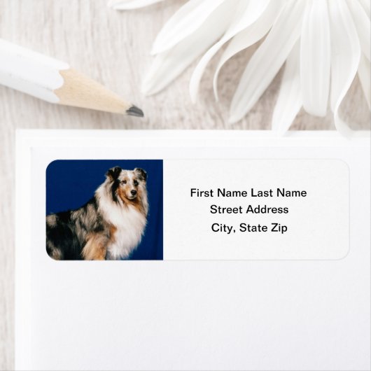 Shetlie (Merle) Etiket (Insitu)