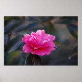 Shi Shi Camellia Poster (Voorkant)
