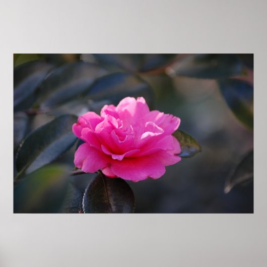 Shi Shi Camellia Poster (Voorkant)