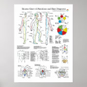 Shiatsu Acupuncture Meridians en Hara Diagnosis Poster (Voorkant)