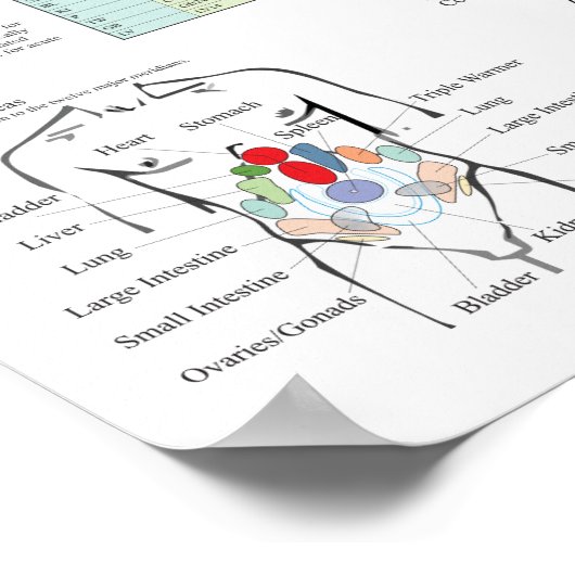 Shiatsu Acupunctuur Meridians Hara Diagnosis Chart Poster (Hoek)
