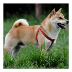 shiba 2 volledig poster