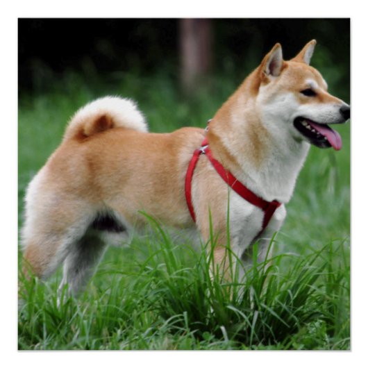 shiba 2 volledig poster (Voorkant)
