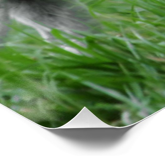 shiba 2 volledig poster (Hoek)