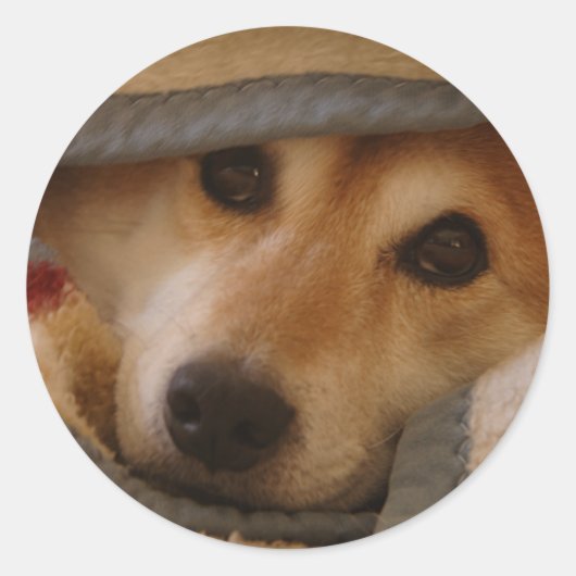 Shiba in een deken Sticker (Voorkant)