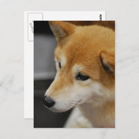 Shiba Inu Briefkaart (Voorkant / Achterkant)