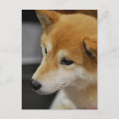 Shiba Inu Briefkaart (Voorkant)