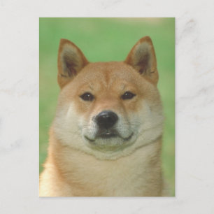 Shiba Inu Briefkaart