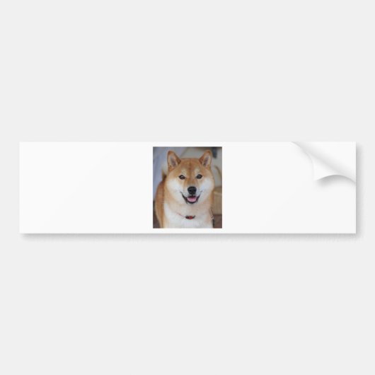Shiba inu bumpersticker (Voorkant)
